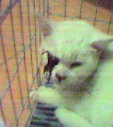 One of Zhang's victims